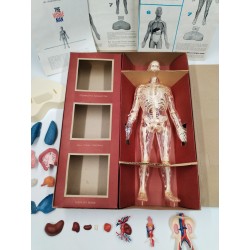The Visible Man Renwal Incredible L'homme Transparent Jouet Ancien Coffret...