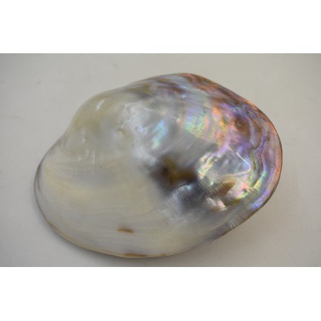 Magnifique Coquillage double abalone nacre coquille ormeau mother of pearl