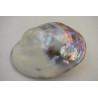 Magnifique Coquillage double abalone nacre coquille ormeau mother of pearl