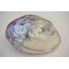 Magnifique Coquillage double abalone nacre coquille ormeau mother of pearl