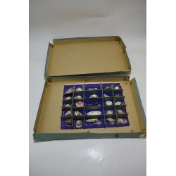 Basi kit of Shells Edition harvey house 1956 coquillages collection