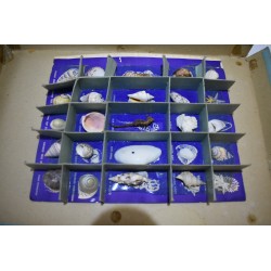 Basi kit of Shells Edition harvey house 1956 coquillages collection