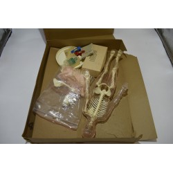 The Visible Woman avec Extension The Miracle of Création Edition Renwal squelette Années 60 maquette Corps humains relief