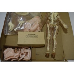 The Visible Woman avec Extension The Miracle of Création Edition Renwal squelette Années 60 maquette Corps humains relief