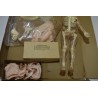 The Visible Woman avec Extension The Miracle of Création Edition Renwal squelette Années 60 maquette Corps humains relief